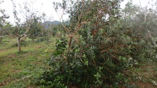 2018年、台風で倒れたフェイジョアの木